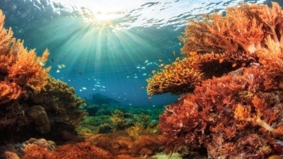 Buscan  proteger los arrecifes de corales en la costa de Rep. Dom y el Caribe